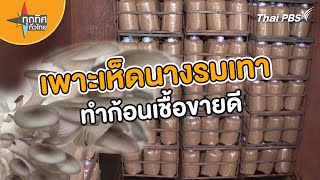 เพาะเห็ดนางรมเทาทำก้อนเชื้อขายดี | อาชีพทั่วไทย