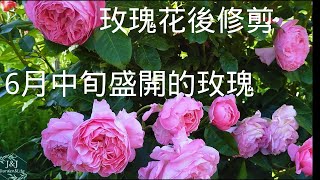 016-2【J\u0026J花漾年華】【字幕版】六月中的玫瑰及花後修剪，My Rose Garden mid-June, 2021，玫瑰ADR认证品种,，Mein Rosengarten Mitte Juni