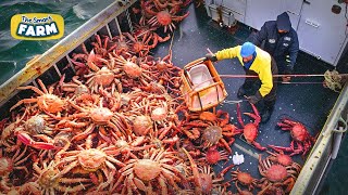 AMAZING King Crab Catching | Discover The Fishing of Tons of Alaskan Red King Cr