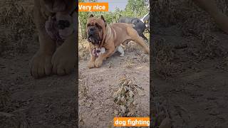 dog fighting کتوں کی آپس میں لڑائی #subscribe #viral #wow #funny #pakistan #india #cute #dog