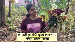 कोणती शोभेची झाडं लावली ? कोकणातला सता