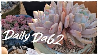 관심주지 않아도 잘자라주고 있는 첫다육이들 고맙고 기특합니다 #다육이 #succulents #多肉植物