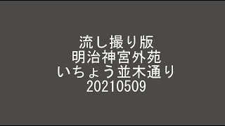 流し撮り版 明治神宮外苑いちょう並木通り 20210509