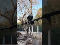 💖粉丝专属 再见一字马 🐼萌兰 大熊猫 funny panda video