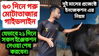 দুই মাসে গরু মোটাতাজা করার ইনজেকশন অন্যান্য পরিচর্যা যেভাবে করবেন।