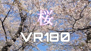 花見の甘い夢VR　Sweet Dream 2020(VR180)