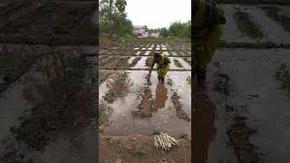 Hand Planting Tapioca-Mannu Veesum-Chinna Ponnu-Women in Agricultural Field-Villge Life-Song#shorts