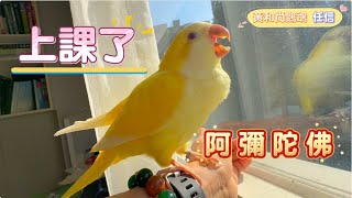 鸚鵡說話~阿彌陀佛! 任信老師上課囉!~ #parrottalking #Quaker #Monkparrot