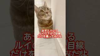 【下から目線が可愛いんです】#music #classicalmusic #cat #猫 #猫のいる暮らし #cute #音楽 #ねこ #catlover  #catlovers #猫のいる暮らし