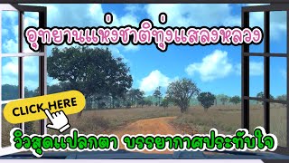 พาชมเส้นทาง จุดกางเต็นท์ ทุ่งแสลงหลวง วิวทุ่งหญ้าสะวันนาเมืองไทยวิวสุดปังจุดชมวิวสวยๆประทับใจไม่ลืม