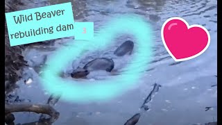 ３Wild Beaver rebuilding his dam/ダム作り直す野生ビーバー