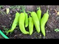 great harvesting from my organic terrace garden harvesting organic vegetables