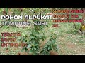 Update Pohon Alpukat Tumpang Sari 2 Minggu Setelah tanam Dan Alpukat Yang Sudah 1 Tahun Pasca tanam