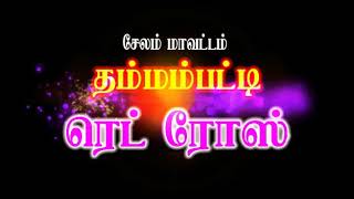 நாமக்கல் மாவட்டம் பொட்டிரெட்டிப்பட்டி ஜல்லிக்கட்டில் தம்மம்பட்டி ரெட் ரோஸ்in அமரன்