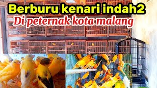 Berburu kenari langsung ke peternak kota MALANG/25 Januari 2025