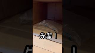 猫に嫌われる猫【ラテ編】#cat #猫のいる暮らし