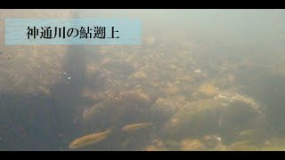 【水中映像】神通川　鮎遡上　(富山県富山市布瀬町南)