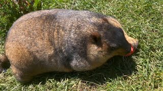 Adorable Chubby Himalayan Marmot Enjoys a Carrot