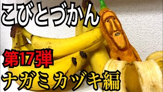 【こびとづかん】ナガミカズキ見つけるまで帰れま10！！