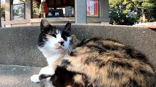 神社の階段に三毛猫が座っていたので隣に座ったら膝の上に乗ってきた