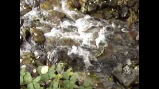 Salmon Return to Beecher Creek to Spawn