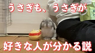 うさぎもうさぎが好きな人が分かる説【ホーランドロップ】