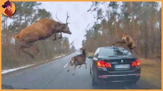 15 Unbelievable Encounters With Wild Animals On The Road
