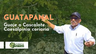 Aprende más sobre el Guatapanal, Guaje o Cascalote