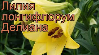 Лилия лонгифлорум Делиана (lilium longiflorum deliana) 🌿 обзор: как сажать, луковицы лилии Делиана