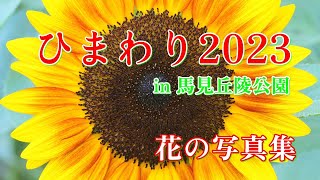 「花の写真集」、ひまわり2023、夏の花ご[み、馬見丘陵公園