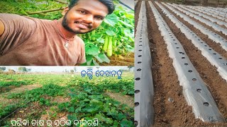 ପରିବା ଚାଷର ସଠିକ୍ ବୀବରଣି .... All information of vegetables farming