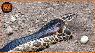 Most Terrifying SNAKE Attacks Ever Recorded | Wild Animals