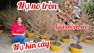 Mai giảo Thủ Đức mai bông chơi Tết 13/1📲 O34236O363 Thảo Bến Tre miềntây tôi yêu ơi (@Maivàngquêdừa)