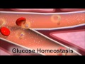 Insulin and the Regulation of Glucose in the Blood Insulin and the Regulation of Glucose in the Blood