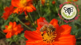 🎶秋にミツバチがぜったいくる花🌼キバナコスモス❗️ In the fall, Western bees will definitely visit to Cosmos sulphureus