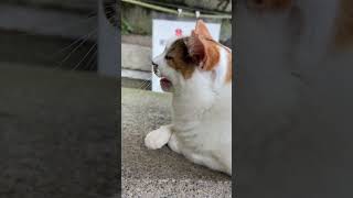 【伏見稲荷】撫でろと圧をかけてくる猫ヌケニン　Cat begging to be petted