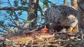 White-tailed Eagles Eating LAMB!