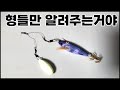 쭈꾸미낚시를 가서 갑오징어를 수십마리 때려 잡았던 채비법