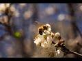 Getting your hive ready for spring