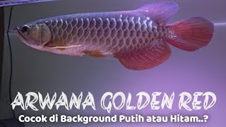 Arwana Golden Red Cocok di Background Putih atau Hitam...?