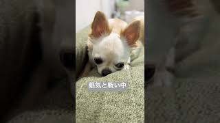 【チワワのミエル】パパの横で眠気と戦うミエルさん🐶#眠い　#ミエル #chihuahua #チワワとの暮らし #チワワ動画 #犬のいる暮らし #パパ大好き #今日のわんこ #いやし #dog