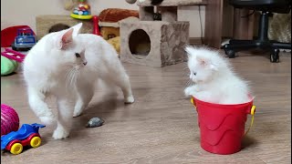 Mother cat and her beautiful kittens. Kitten and red bucket.