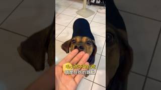 對於吃 誰能比狗強Who can be better than a dog when it comes to eating?