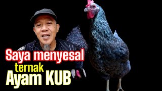 Menyesal Ternak Ayam KUB #ternakayam #001 @KreatifTV