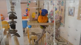 Bird cafe in Tokyo (Kotoricafe Ueno) #003 / ことりカフェ 上野本店