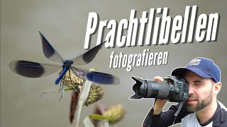 Naturfotografie: Prachtlibellen fotografieren