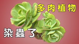 多肉上架EP4｜多肉植物染蟲不用煩，這支影片看我怎麼治！！