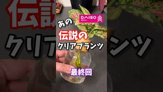 【ダイソー】あの伝説のクリアプランツのその後  #houseplants #plants #観葉植物 #ダイソー #daiso #百均