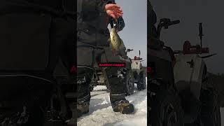 That CRAPPIE was being FINIKY! #icefishing #fishing #fish #outdoors #bass #crappie #panfish  #fypシ゚