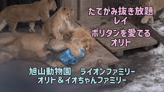 旭山動物園　オリトの鬣を抜くレイ　ポリタンを愛でるオリト　ライオンファミリー　オリト＆イオちゃんファミリー